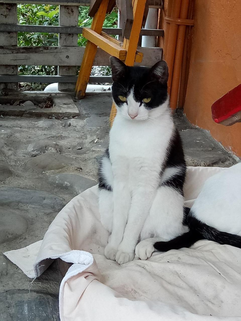 Cat Sky Country Homestay Sanxing Exterior foto